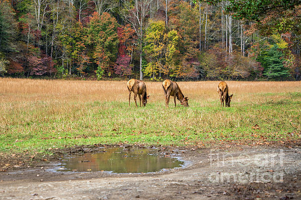 How I Shoot Elk by Cathy Donohoue How I Shoot Elk by Cathy Donohoue